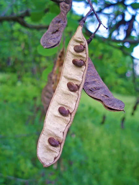 Semillas de acacia — Foto de Stock