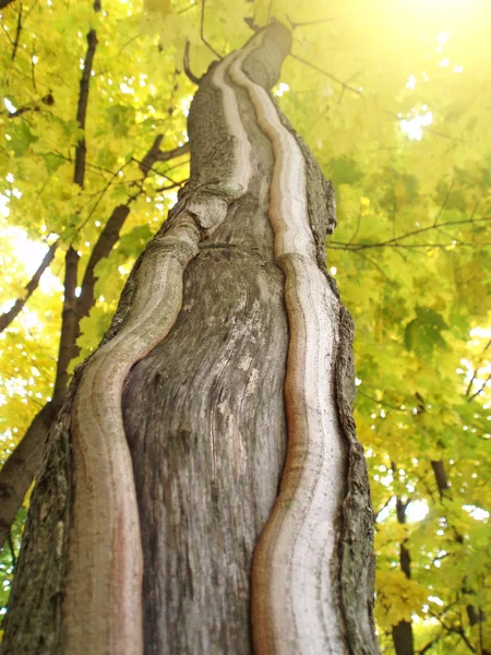 The trunk of the tree is from the bottom up and leaves — Stock Photo, Image