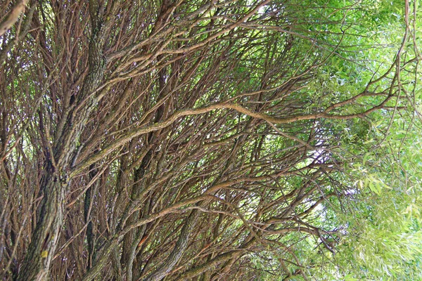 I rami degli alberi marroni si trasformano in foglie verdi. Grado verde brunastro — Foto Stock