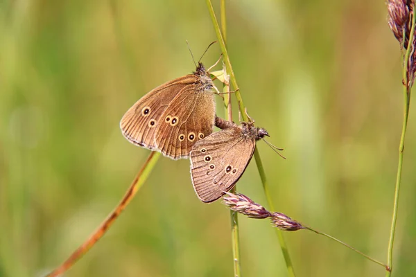 Dva krásní hnědí motýli sedí na trávě. Letní landska — Stock fotografie