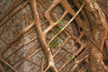 Ağaç ro soyut doğal kahverengi arka plan duvar kağıdı doku