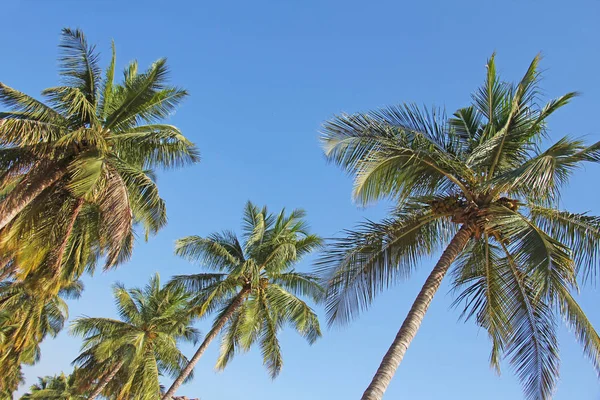 Green beautiful palms with coconuts against the blue sky and sun — Stock Photo, Image