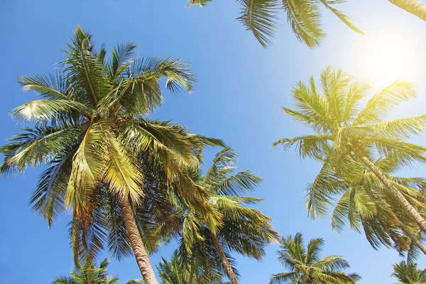 Green beautiful palms with coconuts against the blue sky and sun — Stock Photo, Image