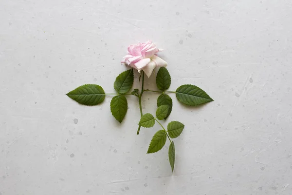 Pink rose cut flower lies on gray light background. One beautifu