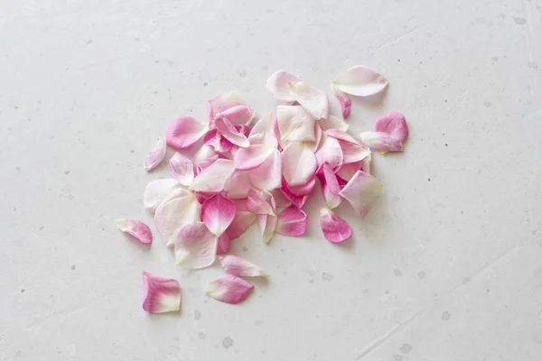 Rose petals lie on a light gray concrete background. Tenderness, — Stock Photo, Image