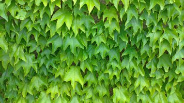 Yeşil arka plan bırakır. Yeşil bitkisel arka plan, yeşil duvar