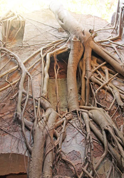 Старі дерево коріння ростуть на старій стіні Форт в Індії. Redi Форт. Дюйма — стокове фото