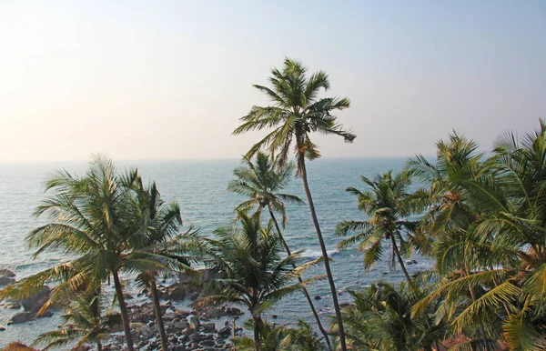 Prachtige tropische palmbomen tegen de blauwe zee en de zon. Palm — Stockfoto