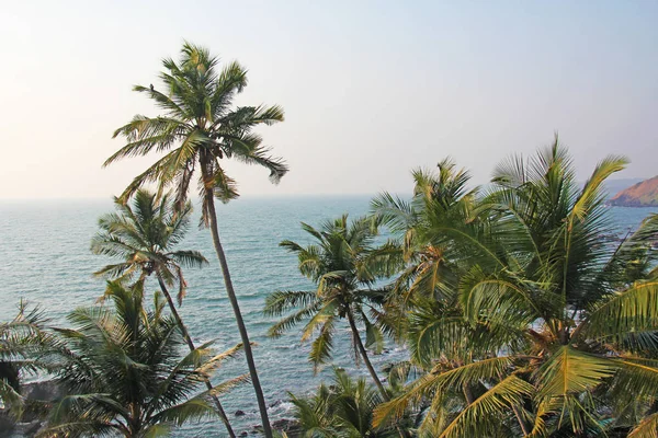 Красиві тропічні пальми на тлі блакитного моря і сонця. Пальмовий — стокове фото