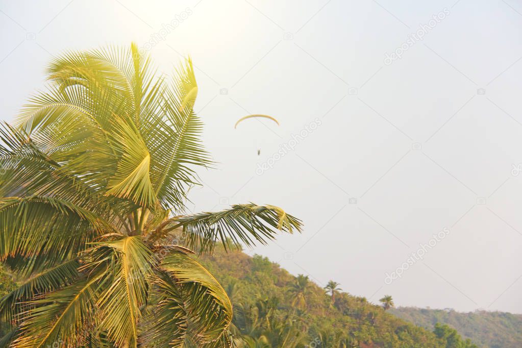 Beautiful tropical palm trees against the blue sea, sun and para
