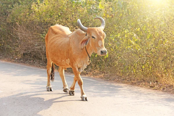 A red cow in India with a bell, goes on the road. Beautiful cow