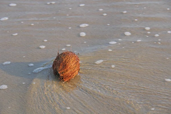En brun kokosnöt ligger i vattnet, på havet eller havet. Asien — Stockfoto