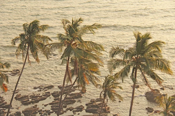 Belle palme tropicali sullo sfondo del mare — Foto Stock