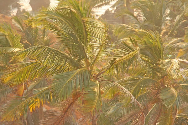 Zielone tło drzew palmowych. Egzotyczne tropikalne tło. Palm — Zdjęcie stockowe