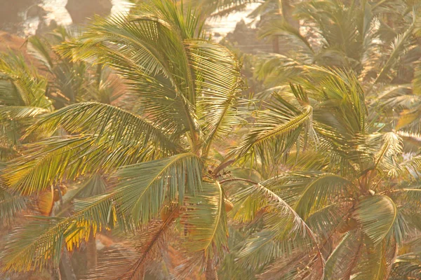 Grüner Hintergrund von Palmen. exotischen tropischen Hintergrund. Palme — Stockfoto