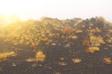 Etna Dağı'ndaki sarı yosun. Etna volkan krateri. Siyah Volkan