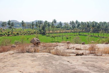 Hampi köyünde yeşil pirinç tarlaları veya teraslar. Palmiye ağacı