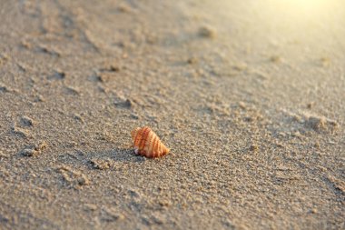 Güzel Küçük kabuk deniz kumu üzerinde yatıyor