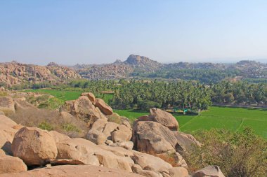 Hampi köyünde yeşil pirinç tarlaları veya teraslar. Palmiye ağacı
