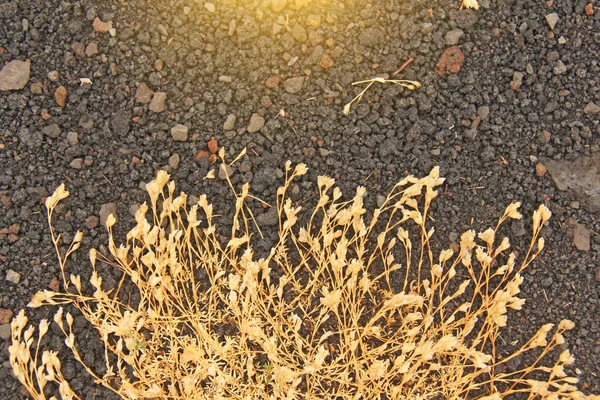 Yellow Moss no Monte Etna. A cratera do vulcão Etna. Preto Volcan — Fotografia de Stock