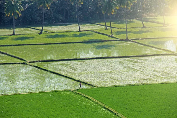 Campos de arroz verde o terrazas en el pueblo de Hampi. Palmera — Foto de Stock