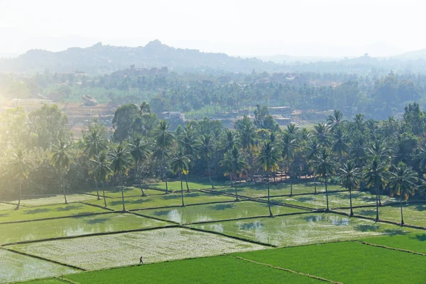 Green rice fields or terraces in the village of Hampi. Palm tree