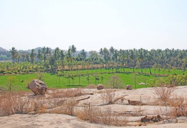 Hampi köyünde yeşil pirinç tarlaları veya teraslar. Palmiye ağacı