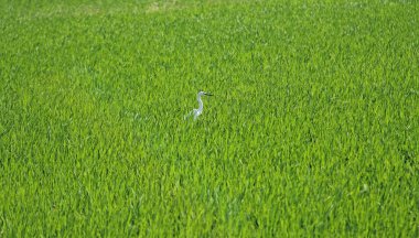 Hampi'de parlak yeşil pirinç tarlaları ve beyaz ot kuşu. Yeşil fl