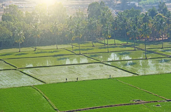 Green rice fields or terraces in the village of Hampi. Palm tree — Stock Photo, Image