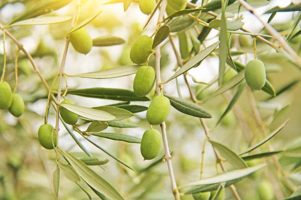 Green Olives or Olives Grow on the Branch in the Sun\'s rays in t
