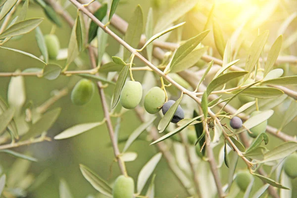 Green Olives or Olives Grow on the Branch in the Sun\'s rays in t