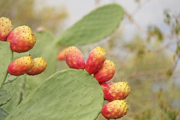 Opuntia kaktus och kaktus frukter på blå himmel bakgrund. Fam — Stockfoto
