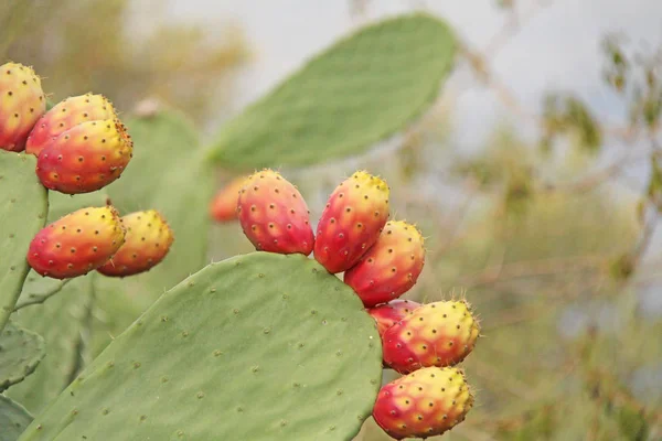 Opuntia Kaktus und Kaktusfrüchte auf dem blauen Himmel Hintergrund. fam — Stockfoto