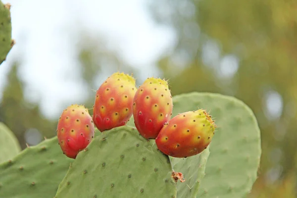 Opuntia Kaktus und Kaktusfrüchte auf dem blauen Himmel Hintergrund. fam — Stockfoto