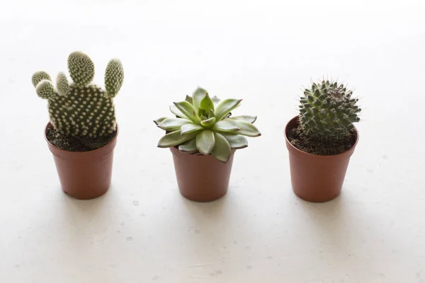 Drie kleine potten met cactussen en vetplanten staan op een rij, op een WH — Stockfoto