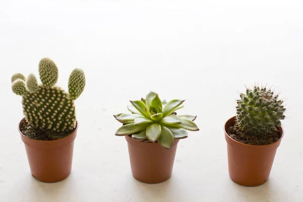 Tres pequeñas ollas de cactus y suculentas están en una fila, en un wh — Foto de Stock