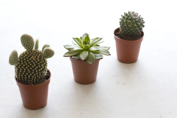 Tres pequeñas ollas de cactus y suculentas están en una fila, en un wh — Foto de Stock