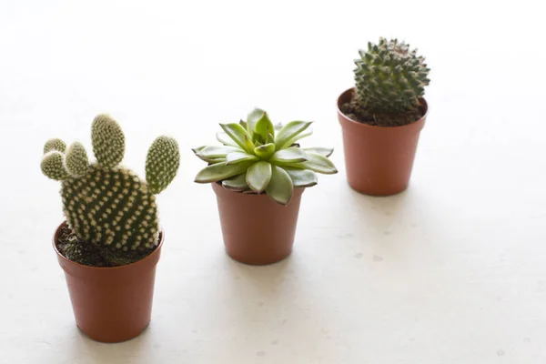 Trzy małe doniczki kaktusów i sukulentów stoją z rzędu, na wh — Zdjęcie stockowe