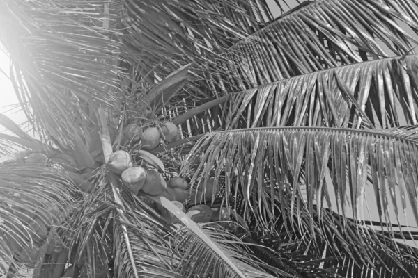 Schöne Palmen Hintergrund. tropische und exotische Landschaft. — Stockfoto