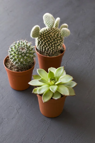 Tres pequeñas ollas de cactus y suculentas están sobre un negro o dar — Foto de Stock