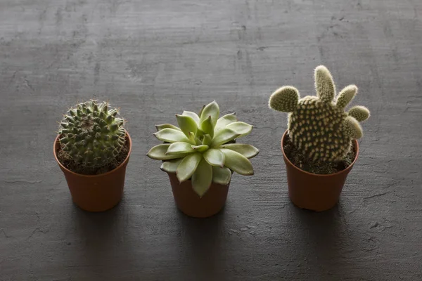 Drie kleine potten met cactussen en vetplanten staan op een rij, op een BL — Stockfoto