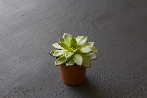 Una pequeña olla de terracota con soportes suculentos en un negro o dar — Foto de Stock