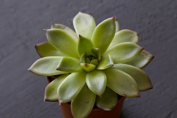 Grüne saftige Miniatur-Sukkulente in Form einer heiligen Blume, — Stockfoto