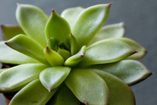 Suculento verde em miniatura suculento na forma de uma flor sagrada , — Fotografia de Stock