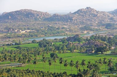 Yeşil pirinç tarlaları, palmiye ve nehir Tungabhadra köyünde