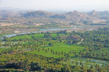 Yeşil pirinç tarlaları, palmiye ve nehir Tungabhadra köyünde