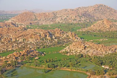 Hampi köyünde yeşil pirinç tarlaları veya teraslar. Palmiye ağacı