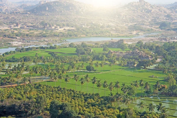 Green rice fields, palms and river Tungabhadra in the village of