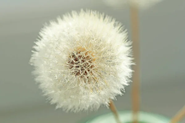 Primer plano del diente de león. Semillas de diente de león, fondo — Foto de Stock