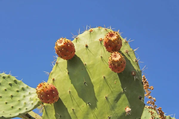 Cactus and Cactus Fruits on the Blue Sky Background